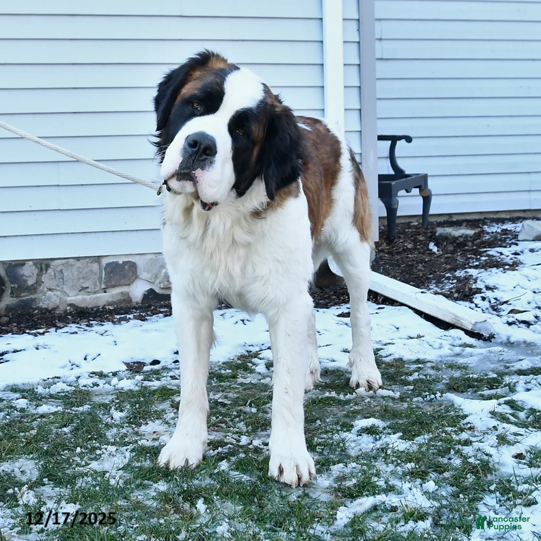 Mixed Breed dogs for sale: King - Ad 5
