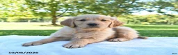Golden Retriever dogs for sale: Arlo - Ad 4