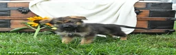 German Shepherd dogs for sale: Oasis - Ad 4
