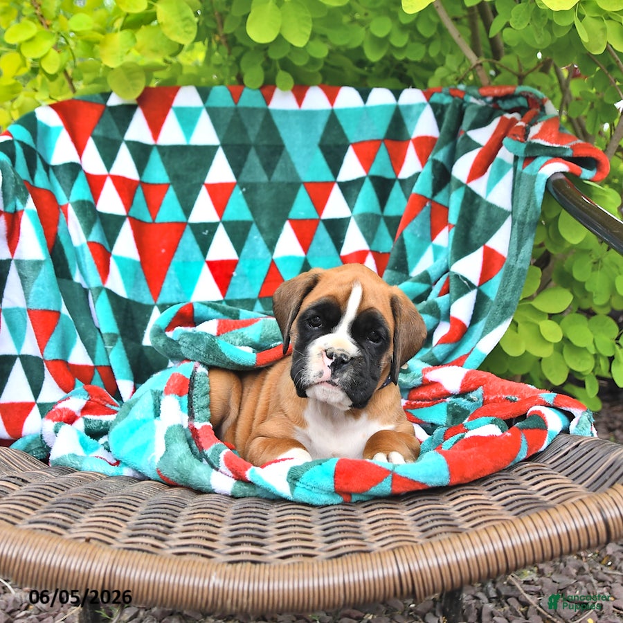 Boxer dogs Clifford - Ad 1