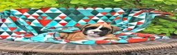 Boxer dogs for sale: Clifford - Ad 1