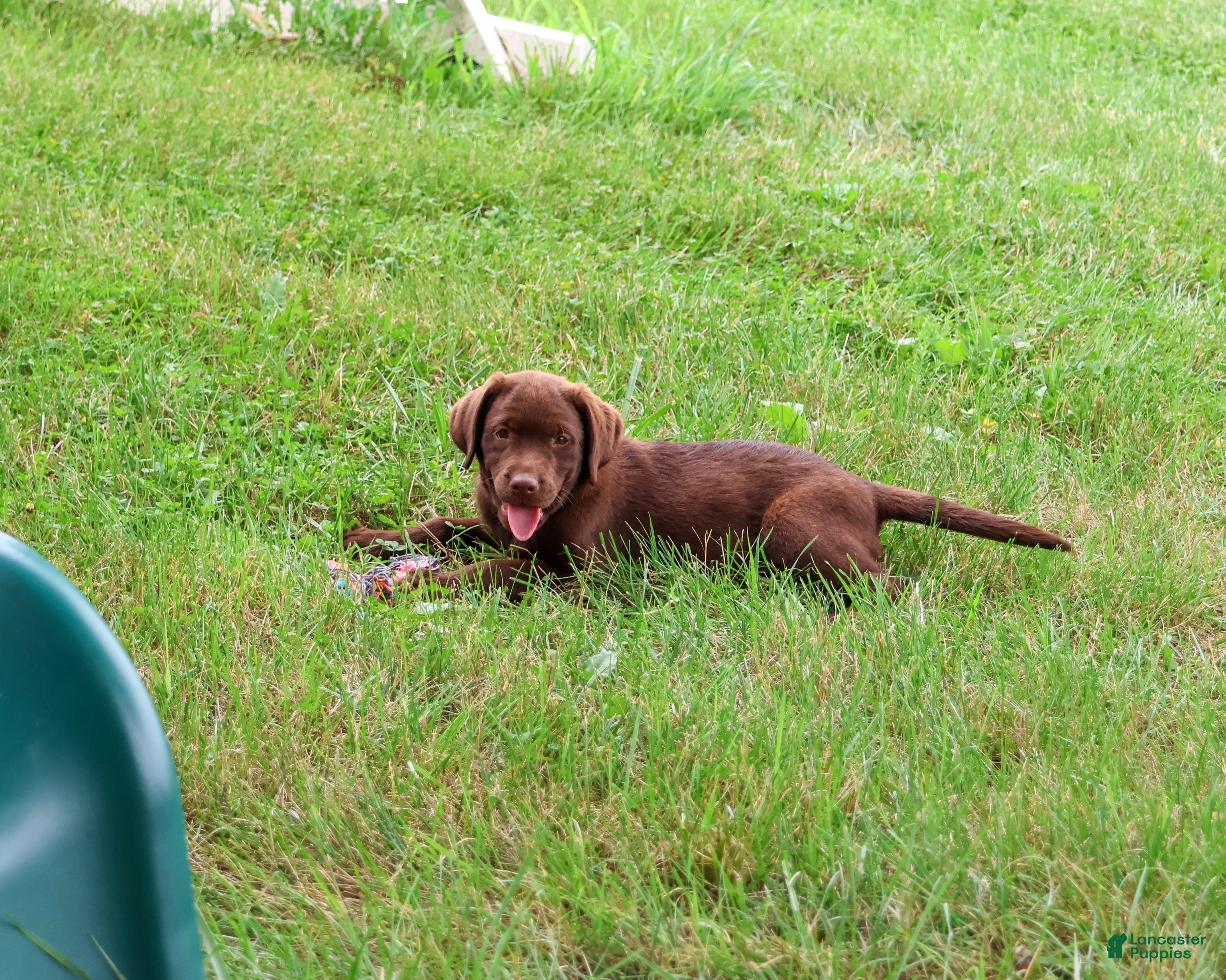 Labrador Retriever dogs Lillian - Ad 2
