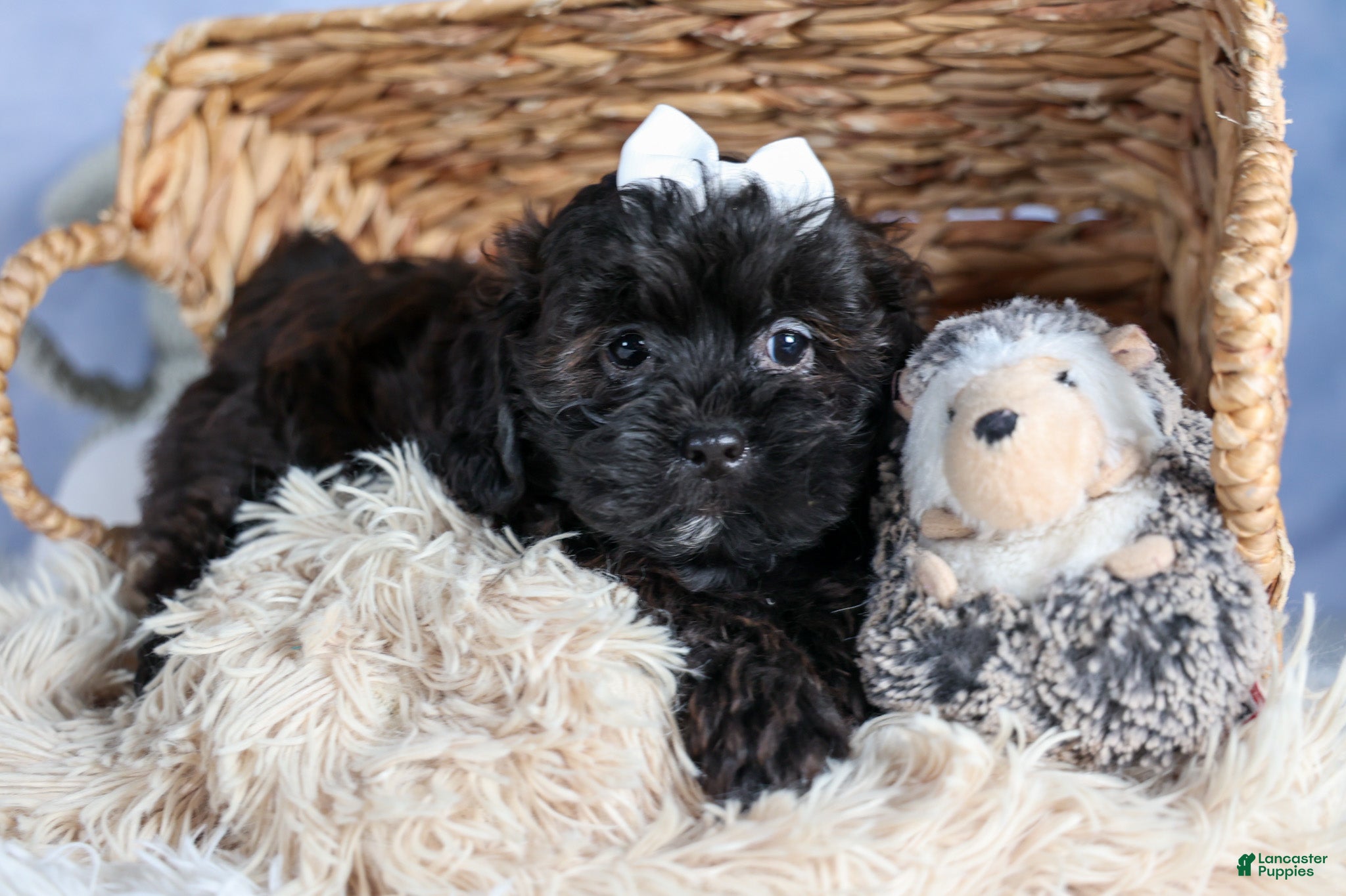 Shorkie dogs JAKE - Ad 2