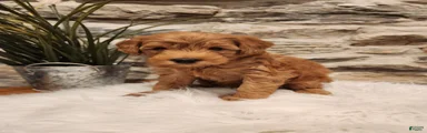 BOSWELL - Mini Goldendoodle Puppy 6