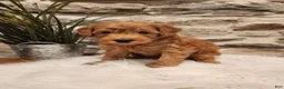 Mini Goldendoodle dogs for sale: BOSWELL - Mini Goldendoodle Puppy 6 - Ad 1
