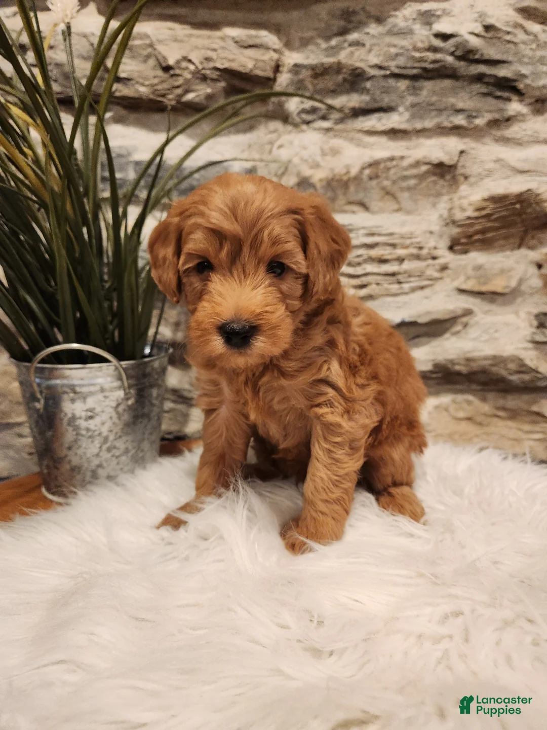 Mini Goldendoodle dogs for sale: BOSWELL - Mini Goldendoodle Puppy 6 - Ad 1