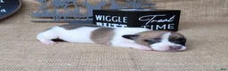 Jack Russell Terrier dogs for sale: Rebel DELIVERY AVAILABLE  - Ad 5