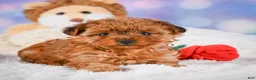 Yorkshire Terrier dogs for sale: Sarah - Ad 4