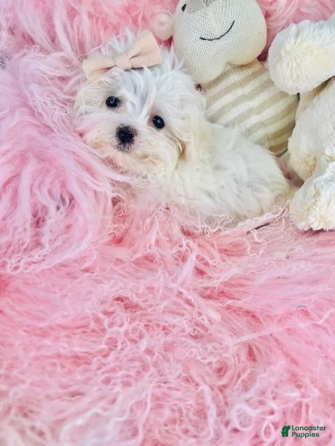 Maltese dogs Maltese 1 - Ad 5