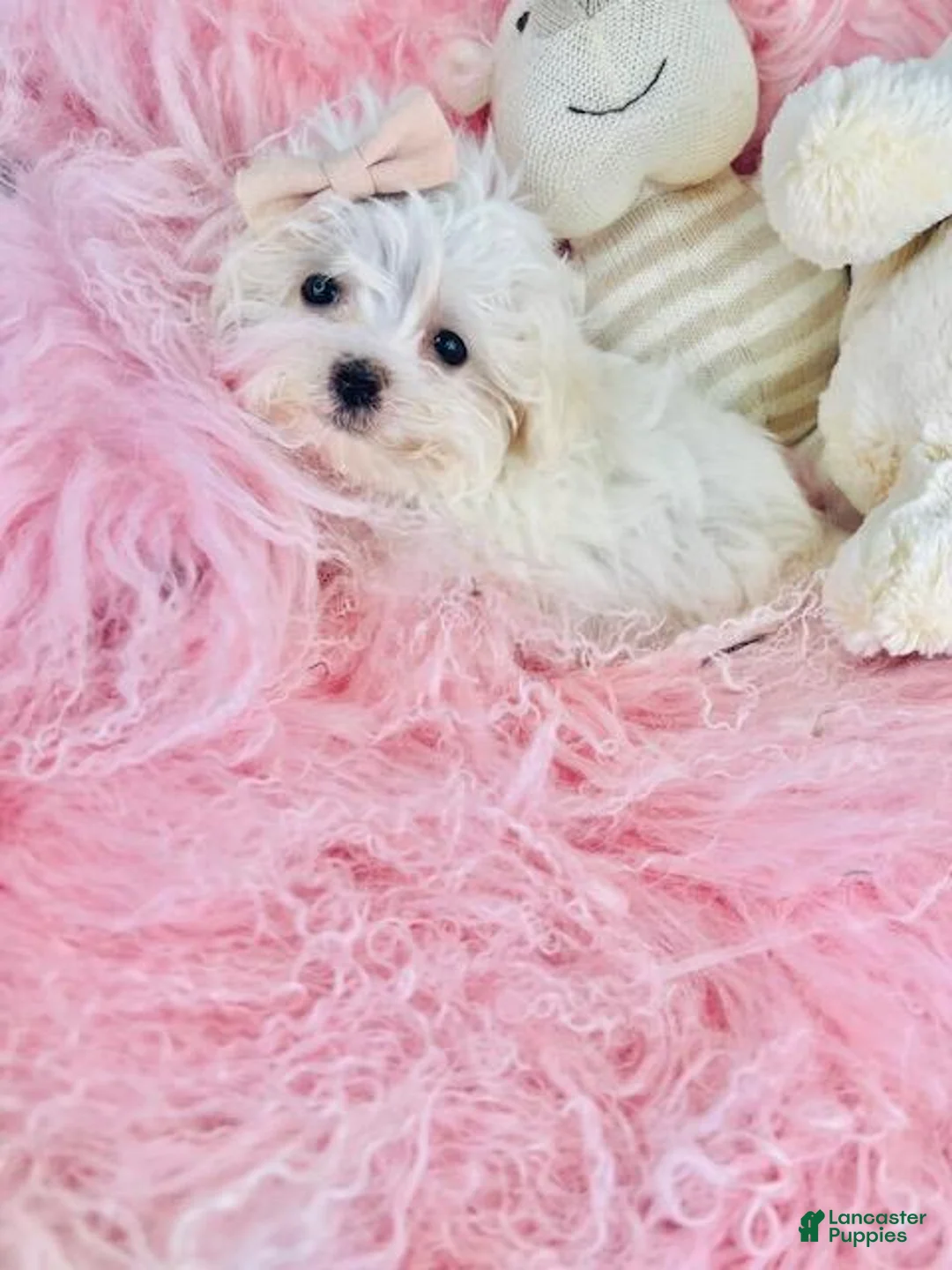 Maltese dogs for sale: Maltese 1 - Ad 1