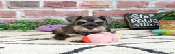 Miniature Schnauzer dogs for sale: Taylor - Ad 6