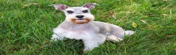 Miniature Schnauzer dogs for sale: Ryder - Ad 1
