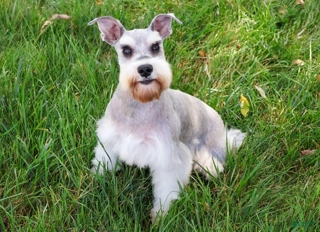 Miniature Schnauzer dogs for sale: Ryder - Ad 1
