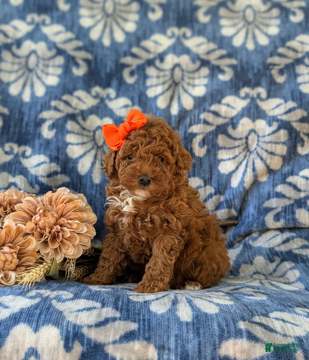 Miniature Poodle dogs for sale: Shelly - Ad 1