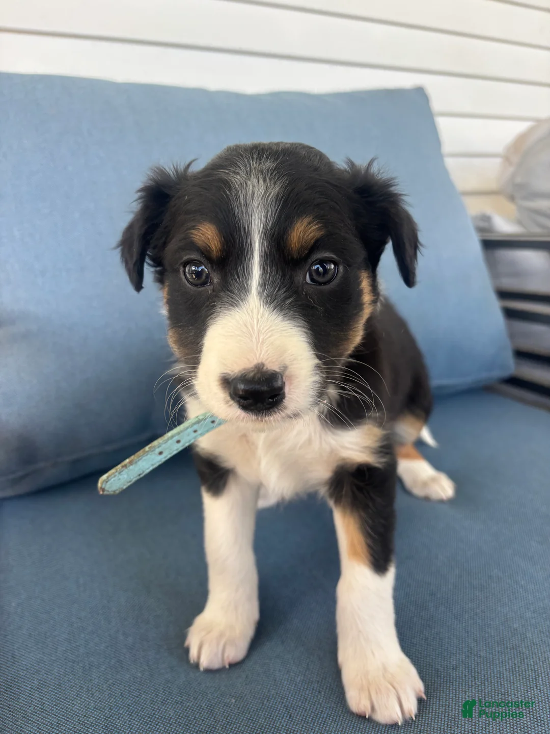 Mixed Breed dogs for sale: Roxie - Ad 2