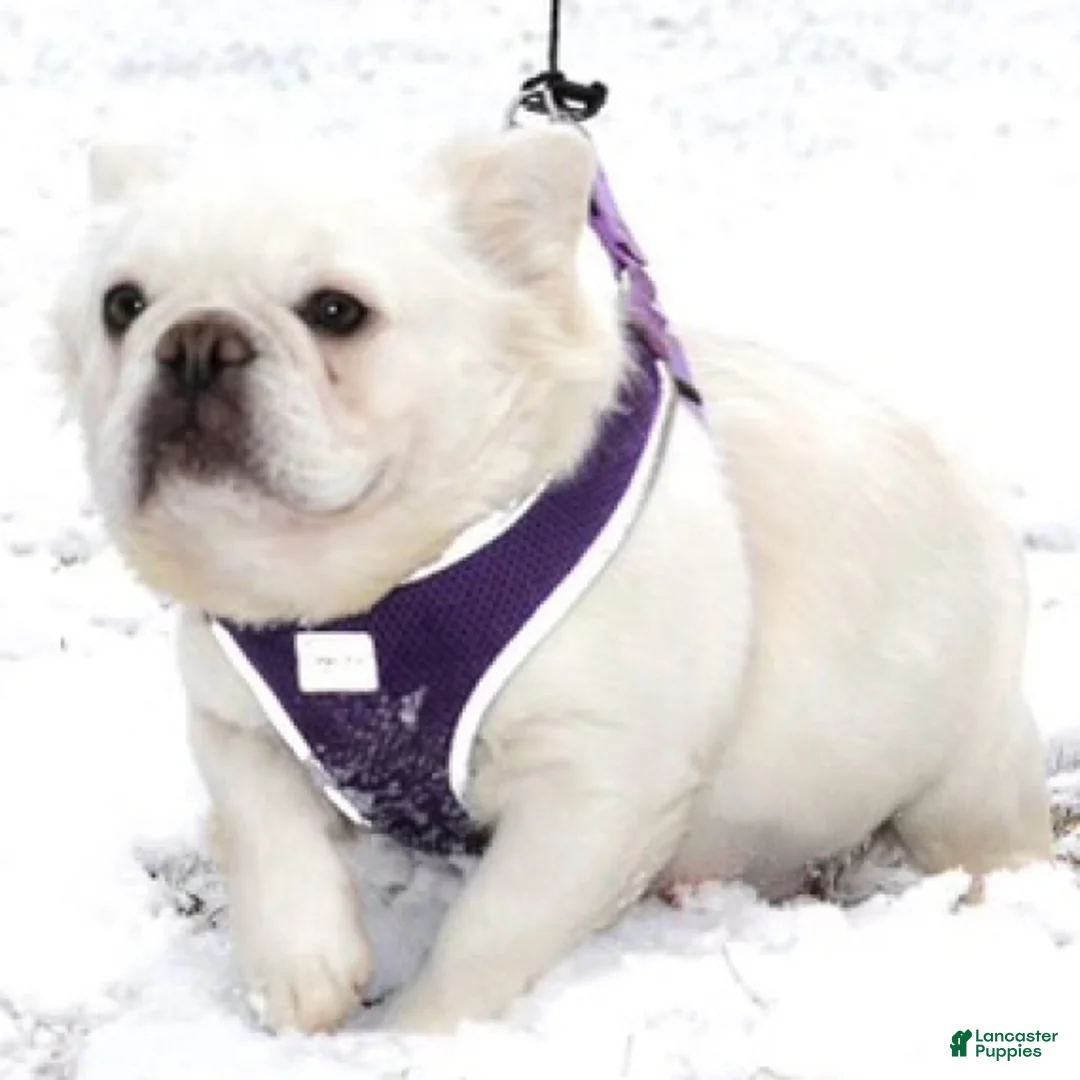 French Bulldog dogs for sale: French Bulldog Puppy 3 - Ad 2