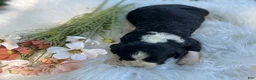 English Springer Spaniel dogs for sale: Duchess - Ad 3