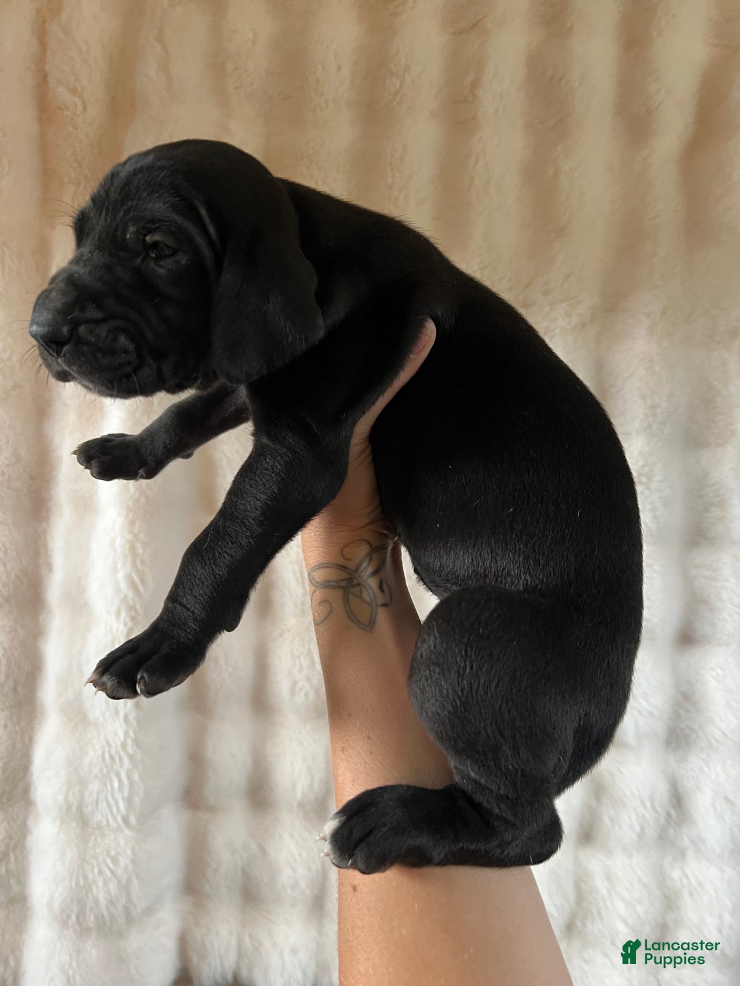 Great Dane dogs for sale: Independent  - Ad 2