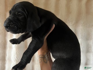 Great Dane dogs Independent - Ad 1