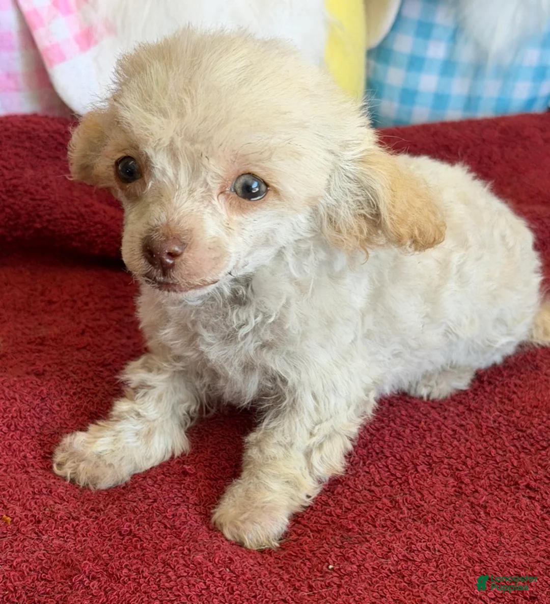 Toy Poodle dogs for sale: Tiny - Ad 2