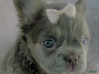 French Bulldog dogs - Ad 13