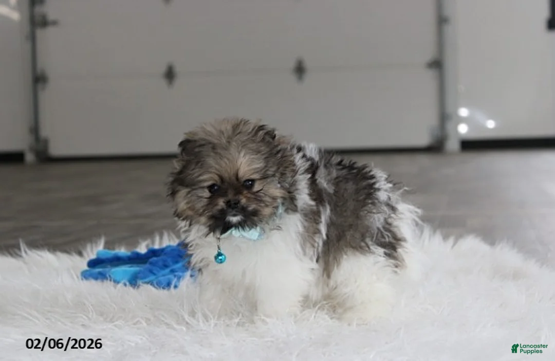 Pomeranian dogs for sale: Teddy - Ad 7