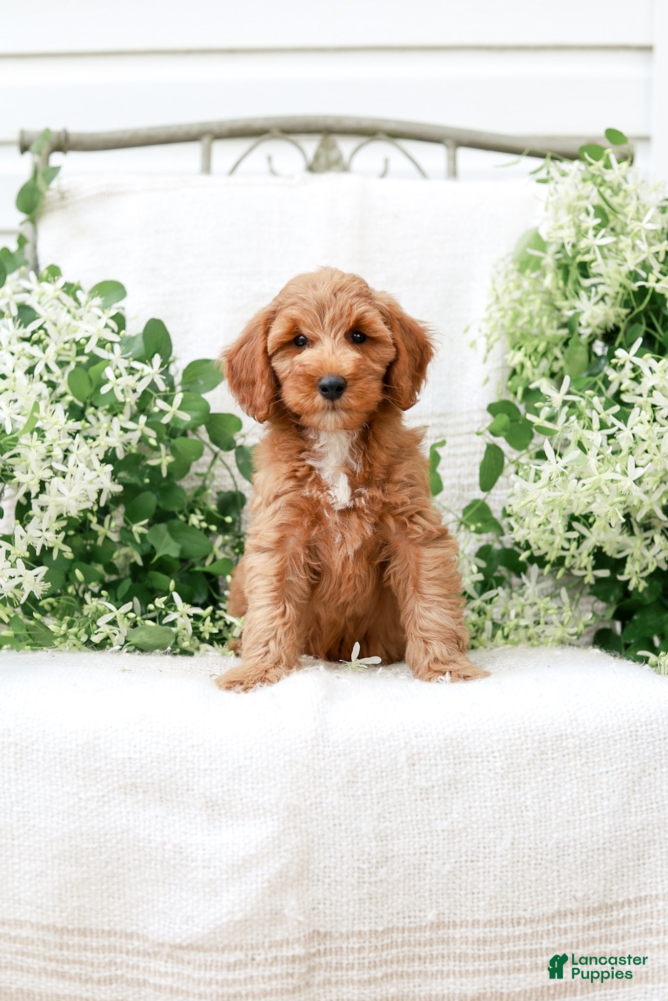 Mini Goldendoodle dogs Landon - Ad 1