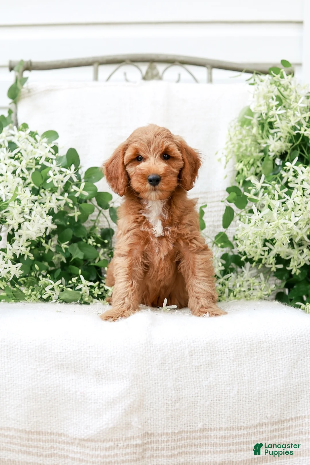Mini Goldendoodle dogs for sale: Landon - Ad 1