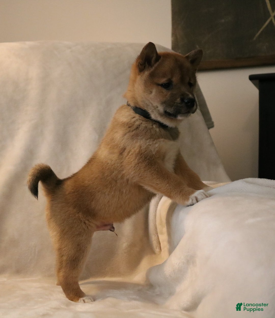 Shiba Inu dogs for sale: Sarge - Ad 9