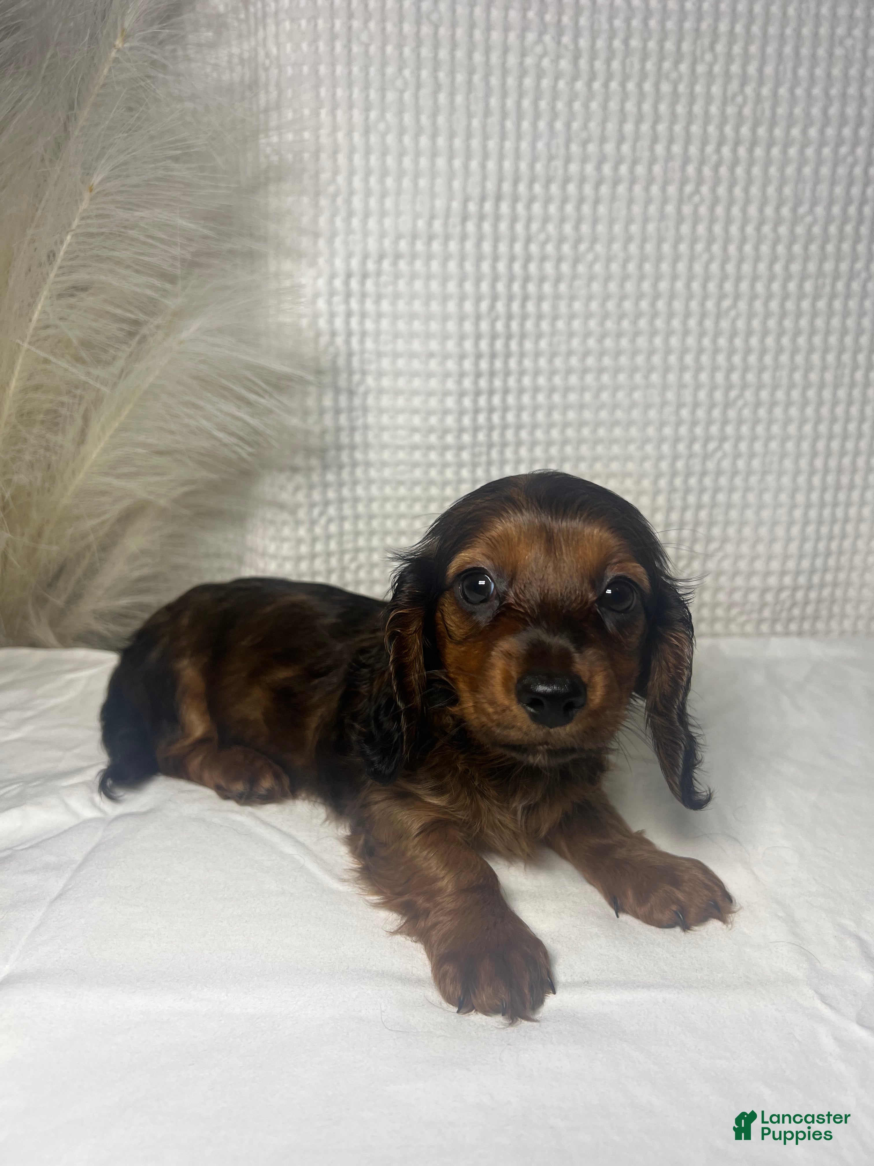 Miniature Dachshund dogs Trixie  - Ad 2