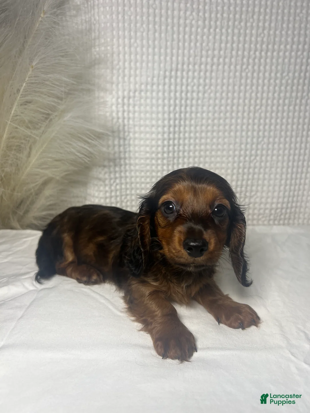 Miniature Dachshund dogs for sale: Trixie  - Ad 2