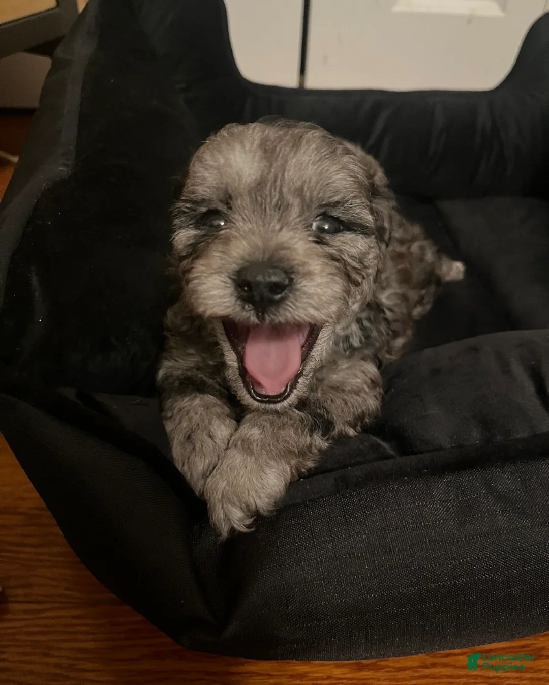Shihpoo dogs for sale: Shihpoo Puppy 4 Big Mama - Ad 2