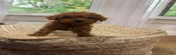 Mixed Breed dogs for sale: Silas - Ad 5