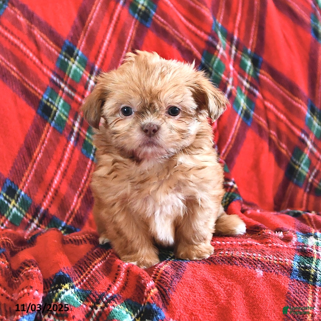 Teddy Bear dogs for sale: Ricky   - Ad 2