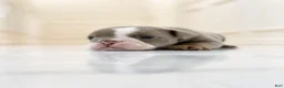English Bulldog dogs for sale: SQUISHY PAWS - Ad 18