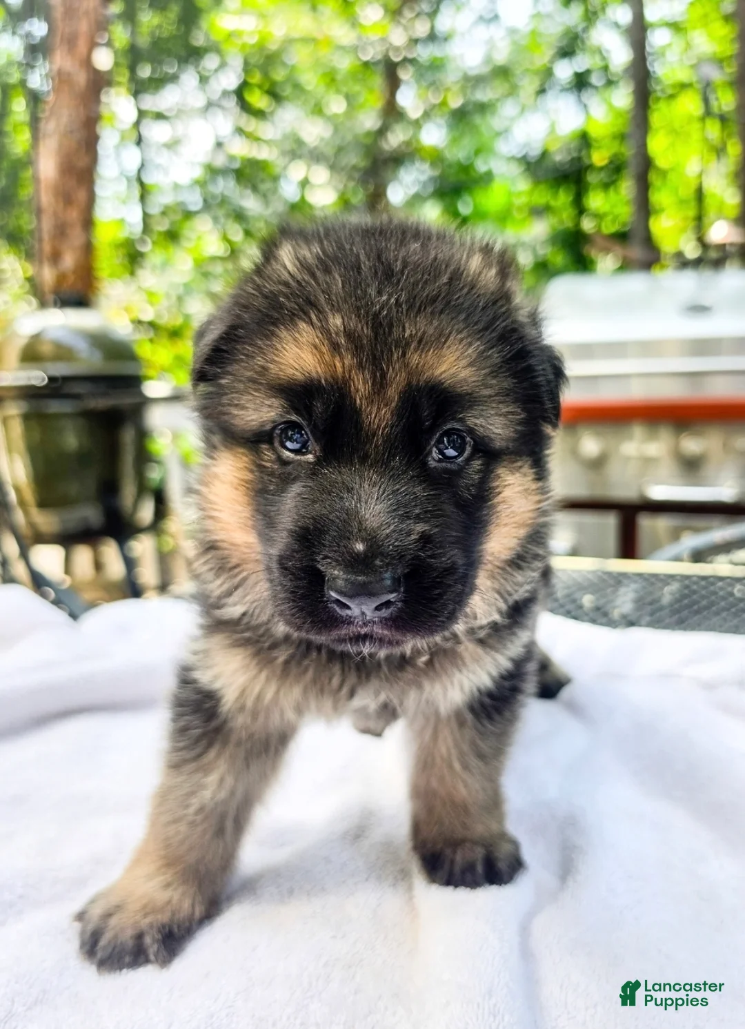 German Shepherd dogs for sale: German Shepherd 1 - Ad 2
