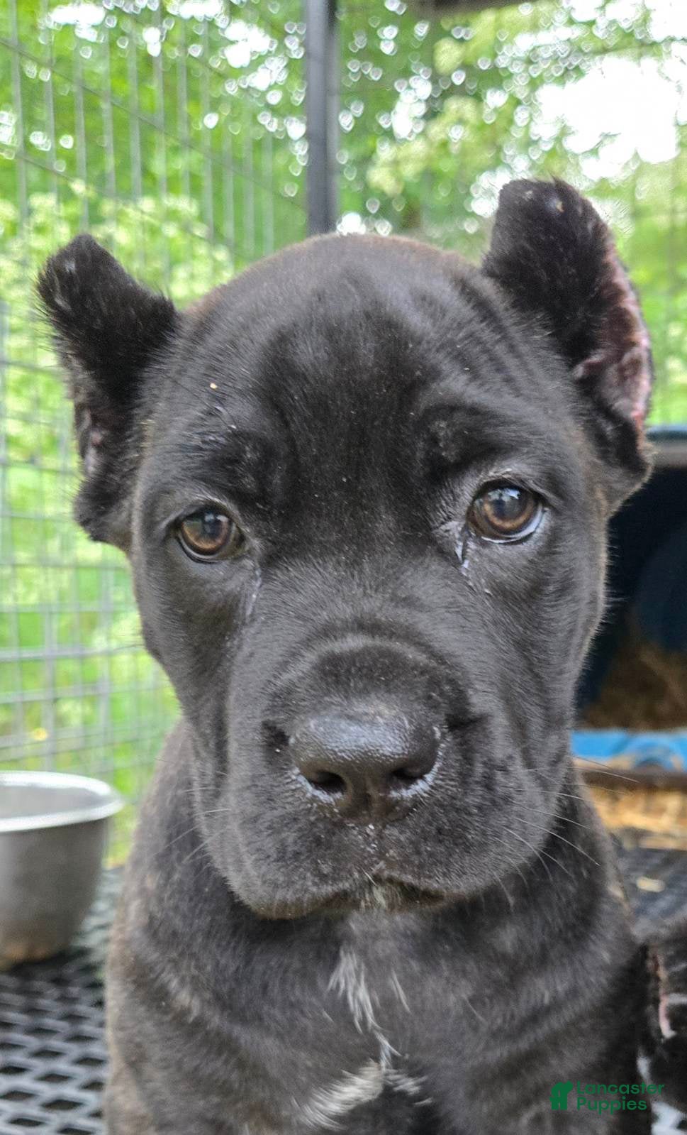 Cane Corso dogs Apollo - Ad 1