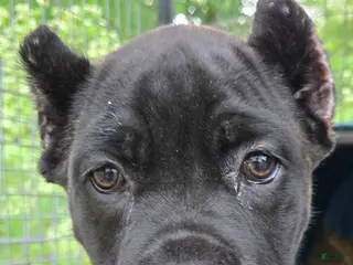 Cane Corso dogs for sale: Apollo - Ad 2