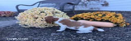 Welsh Springer Spaniel dogs for sale: Leslie - Ad 12