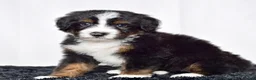Bernedoodle dogs for sale: Mr. Oscar - Ad 3