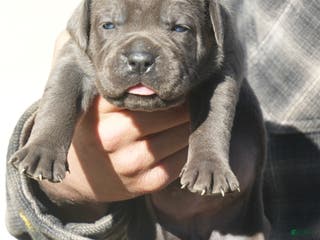 Cane Corso dogs Cane Corso Puppy 2 - Ad 19