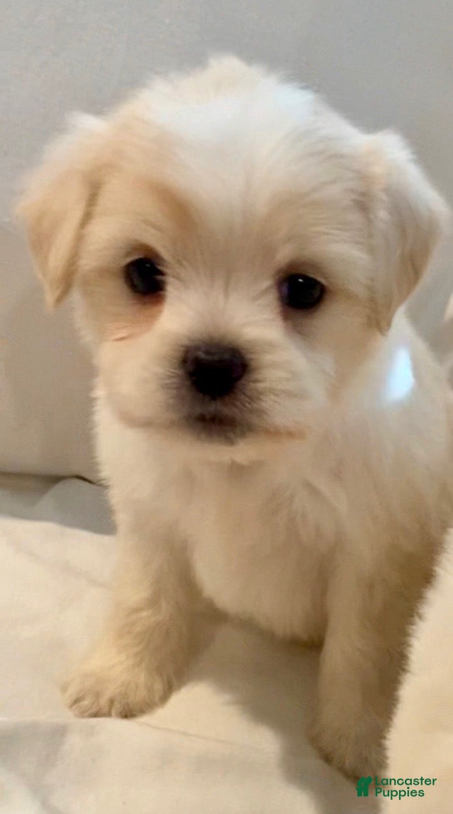 Maltipoo dogs Amanda - Ad 12