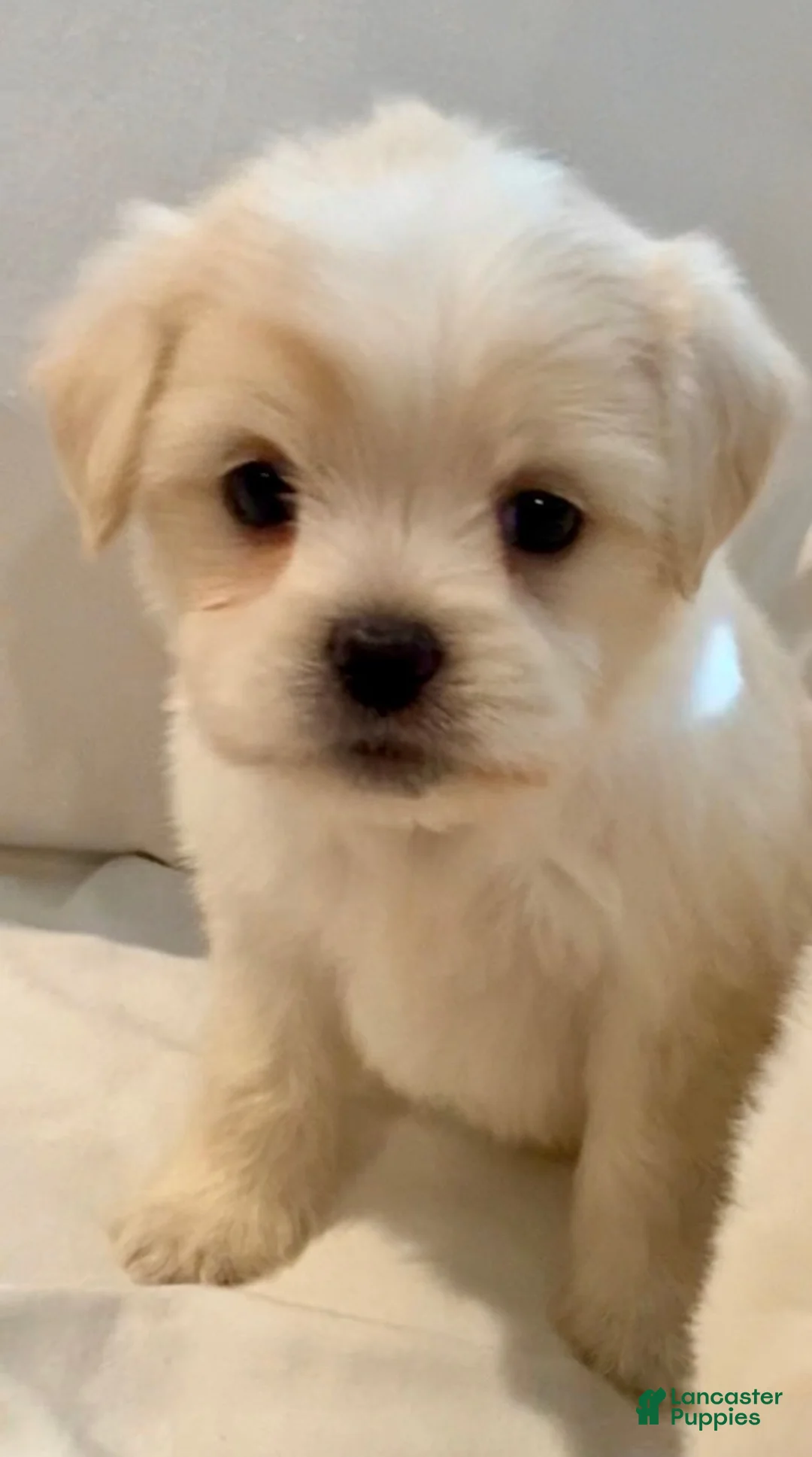 Maltipoo dogs for sale: Amanda - Ad 1