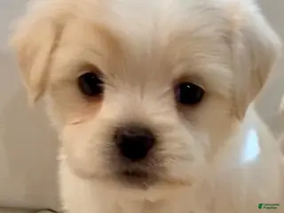 Maltipoo dogs Amanda - Ad 12