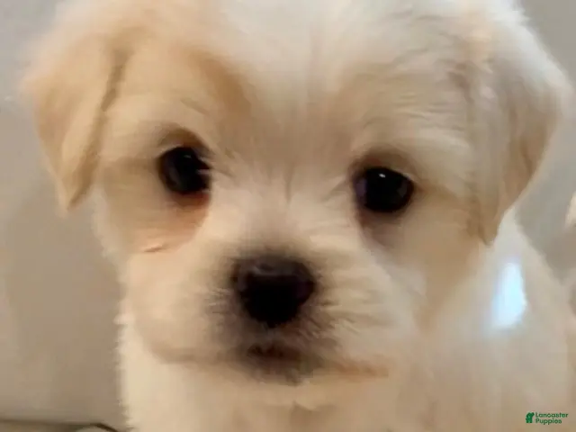 Maltipoo dogs for sale: Amanda - Ad 1
