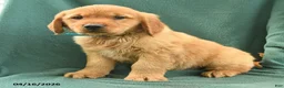 Golden Retriever dogs for sale: Ricky  - Ad 2