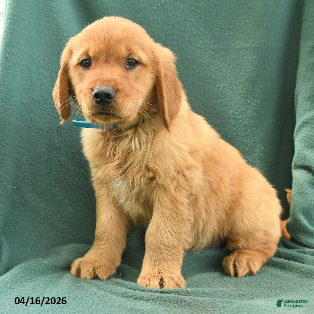 Golden Retriever dogs for sale: Ricky  - Ad 2