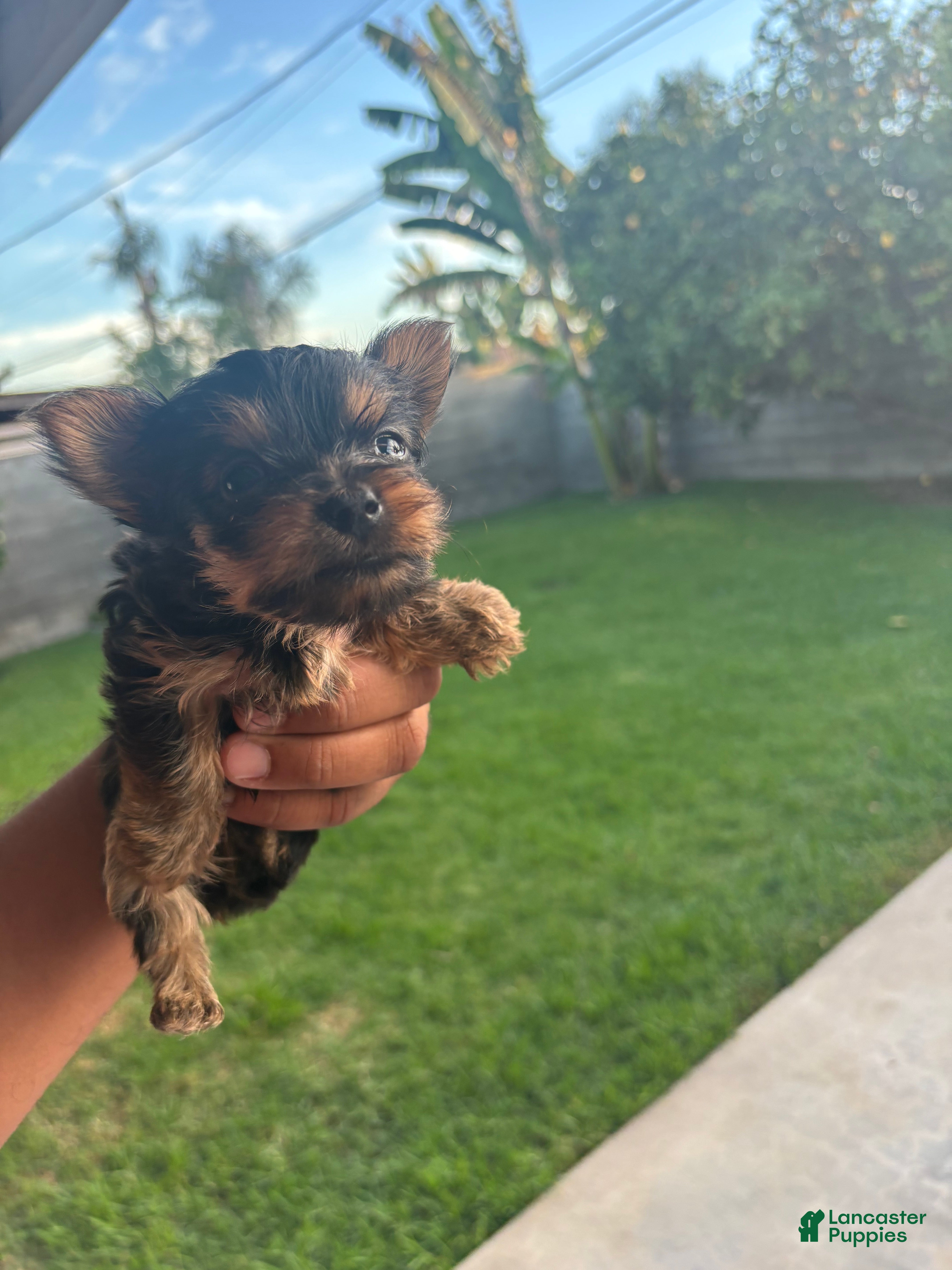 Yorkshire Terrier dogs Yorkshire Terrier 4 - Ad 22