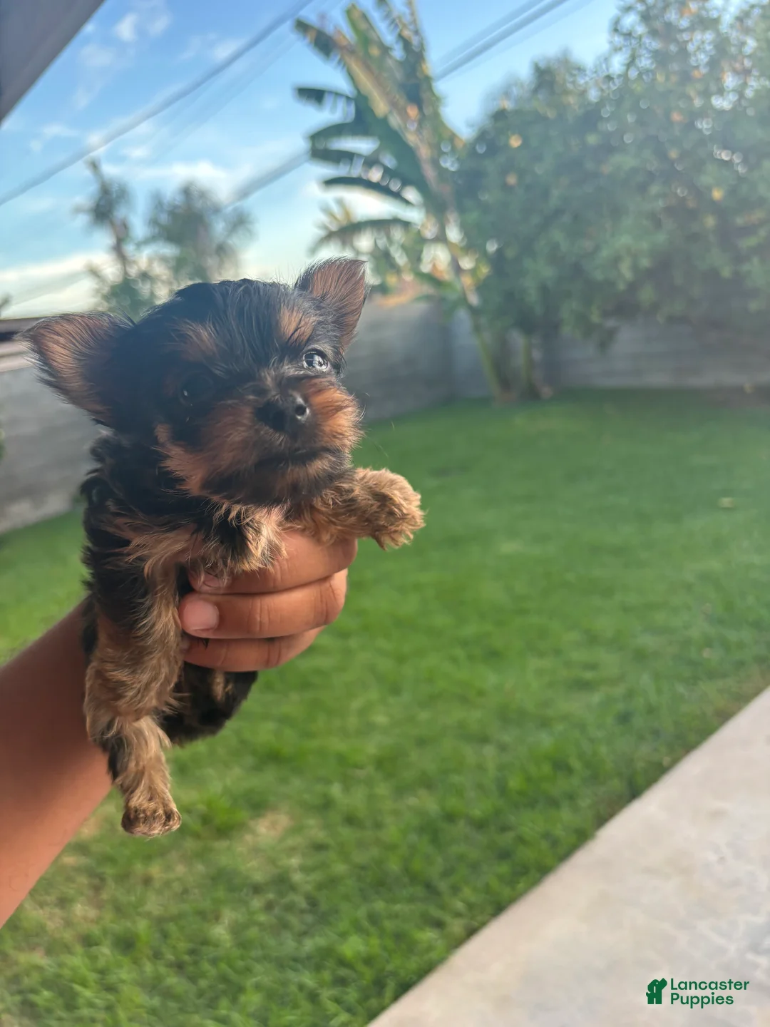 Yorkshire Terrier dogs for sale: Yorkshire Terrier 4 - Ad 1