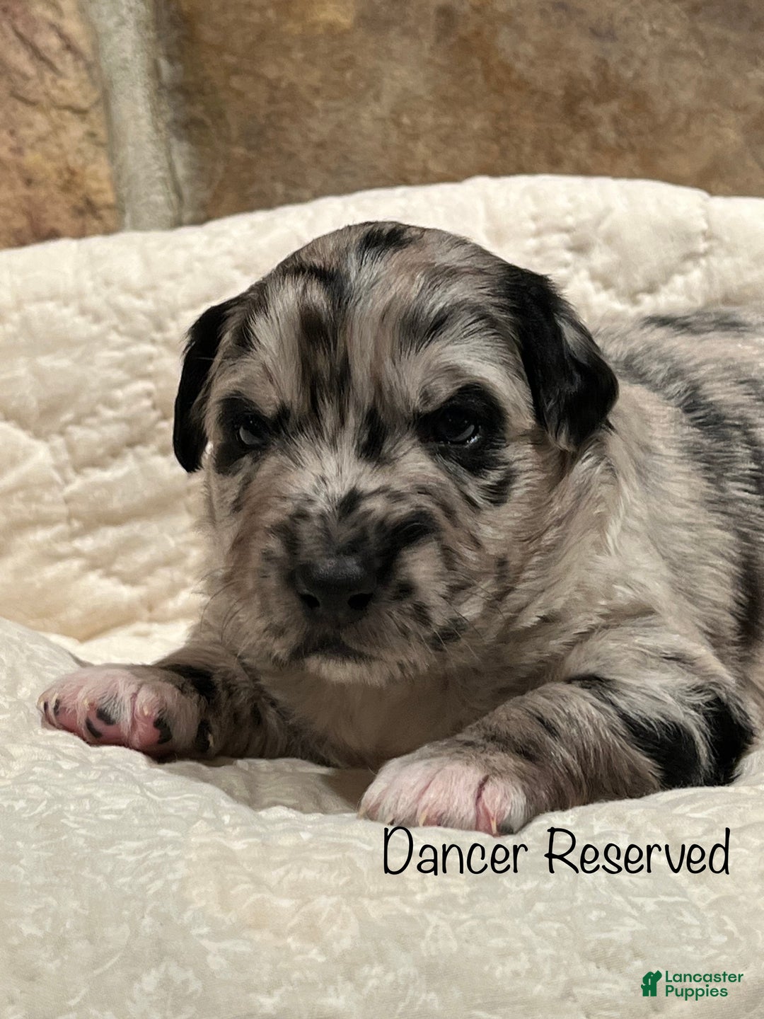 Australian Shepherd dogs for sale: Dancer - Ad 1
